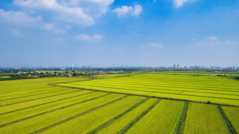 连栋温室建设：如何精准把握每平米成本**