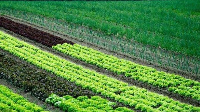 果蔬配送冷链参数要求：保障品质的“隐形守护者