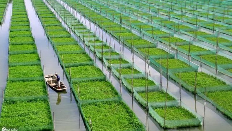 阿坝县玛乡中药材种植专业合作社