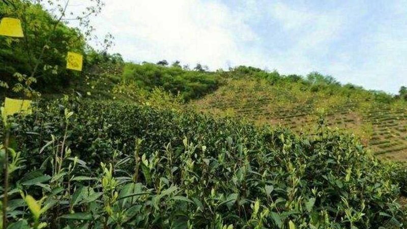 智慧农业种植管理系统操作：从新手到老手的三个关键步骤