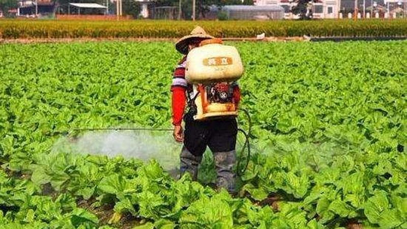 粮食种植定制方案：标准与实施要点