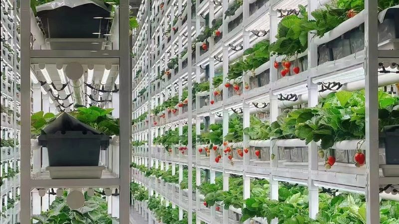 露天水果防病药剂厂家